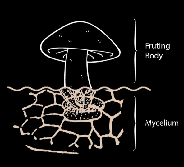 lions-mane-mushroom-extract-07